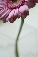 Gerbera