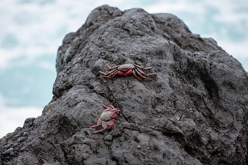 litle crabs