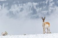 Pronghorn with snow in Yellowstone National Park