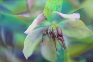 christrose