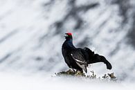 Black Grouse, Black Grouse, Balz by Dominik Imhof thumbnail