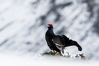 Black Grouse, Black Grouse, Balz