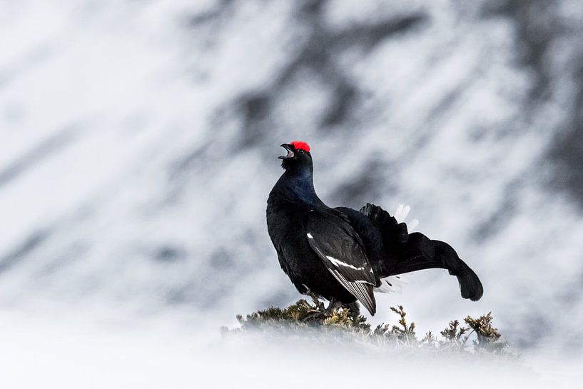 Black Grouse, Black Grouse, Balz by Dominik Imhof