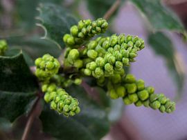 Mahonie Japonica