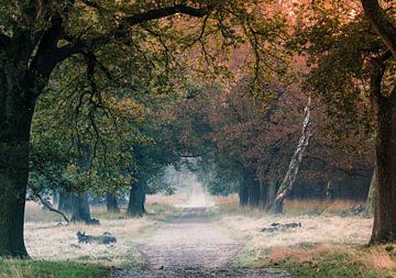Herfst sfeer in het bos van Michel Knikker