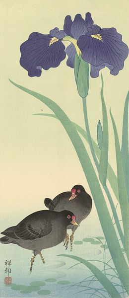 Teichhuhn und Iris Ohara Koson von 1000 Schilderijen
