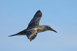 Der jugendliche Jan van Gent von Ronald Mallant