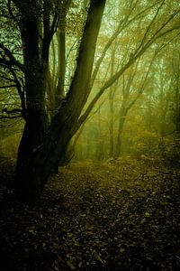 Ein Herbstweg von Pixel4ormer