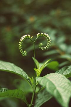 Groene plant van Veri Gutte