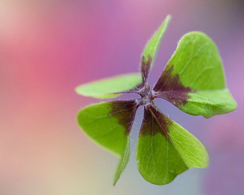 Le bonheur d'un trèfle à quatre feuilles