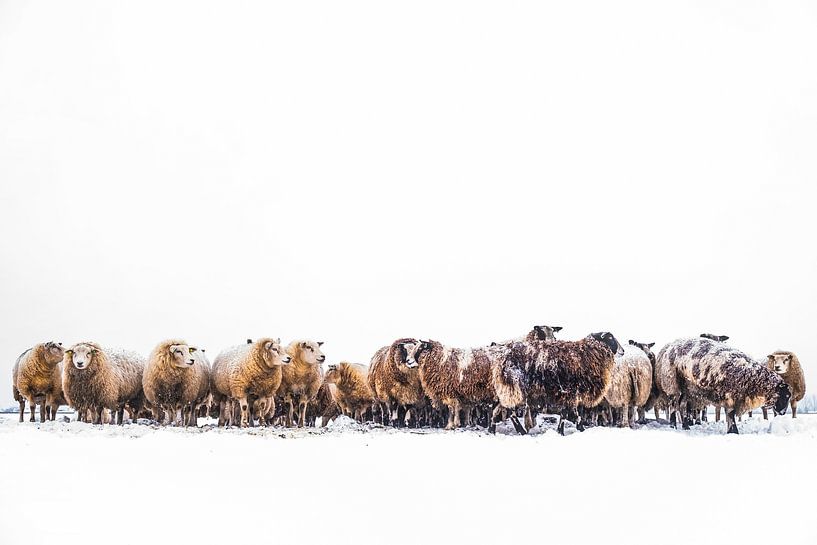 Sheep in a snow covered meadow in a winter landscape by Sjoerd van der Wal Photography
