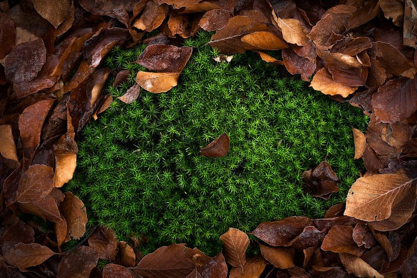 Forest Scene, leaves by Thomas Kuipers