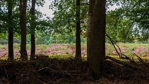 Westerheide