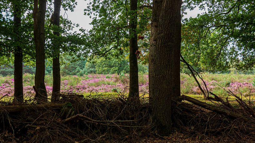 Westerheide van Peter Veerman
