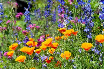 Fleurs des champs en orange, violet et rose sur Color Square