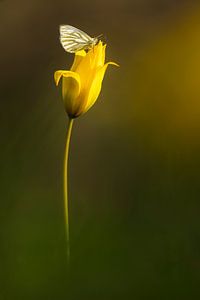 Blick ins Licht