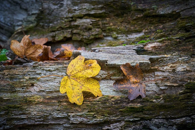 Feuilles d'un érable champêtre, Acer Campestre en automne par Heiko Kueverling