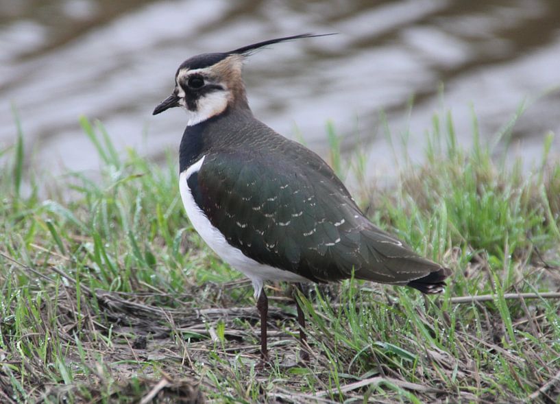 De kievit by Fotografie Fryslân