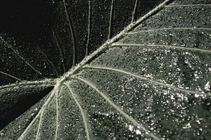 Tau auf Blattkörnern - Tropfen - Natur
