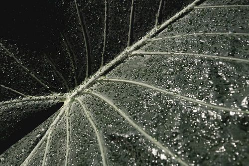 Dauw op Bladnerven druppels natuur