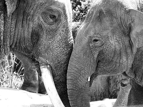 Des éléphants amoureux en noir et blanc