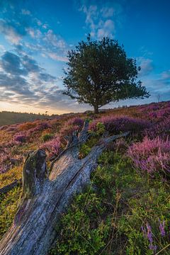 The heather in full bloom by Albert Lamme