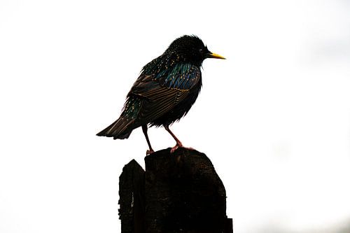 Silhouette van een Spreeuw