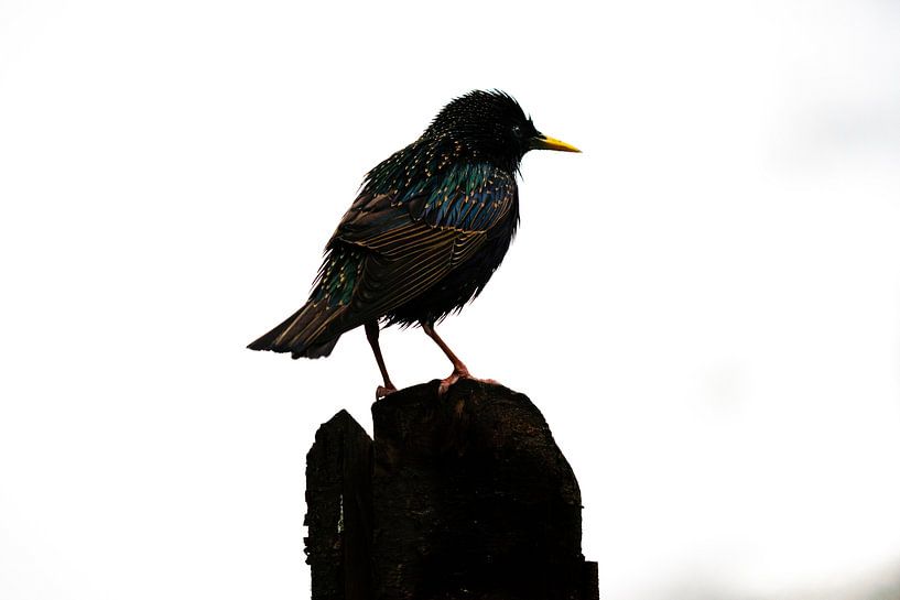 Silhouette van een Spreeuw van Koen Boelrijk Photography