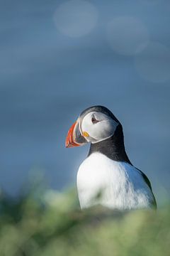 Puffin-Porträt | Reisefotografie-Druck | Island