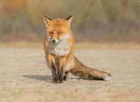 Bold fox