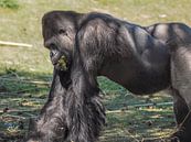 Gorilla : Safaripark Beekse Bergen van Loek Lobel thumbnail