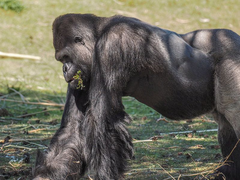 Gorilla : Safaripark Beekse Bergen van Loek Lobel