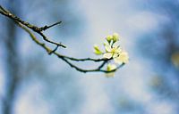 Blossom