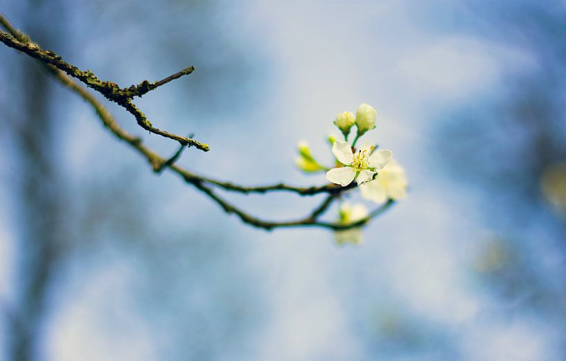 Blossom by Stephanie Kweldam-Beugelink