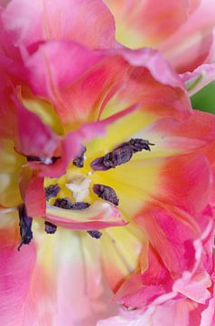 Tulp close-up van Kim Hiddink