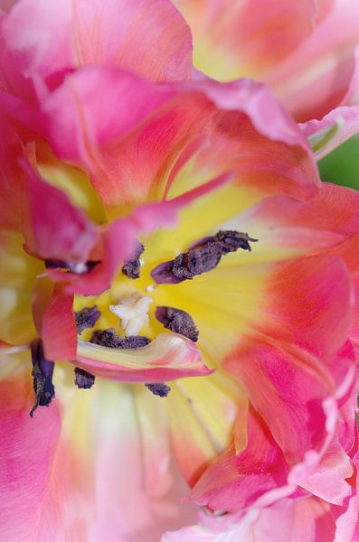 Tulip close-up by Kim Hiddink