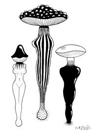 Symbiose von Benoit Vermaele