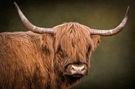 Schotse Hooglander, portret met groene achtergrond van Marjolein van Middelkoop thumbnail