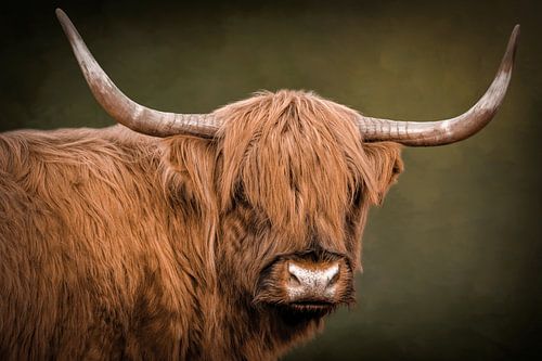 Schottischer Highlander, Porträt mit grünem Hintergrund