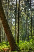 Im Wald
