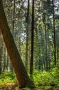 The forrest by Malte Pott thumbnail