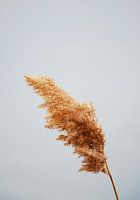 Gedroogde pampa op een neutrale achtergrond - boho natuur fotografie