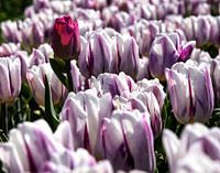 Een bijna uitgebloeide paarse tulp in het midden van een kleurrijk pallette.