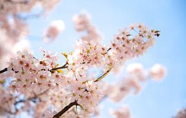 Bloesem van Charlotte Meindersma