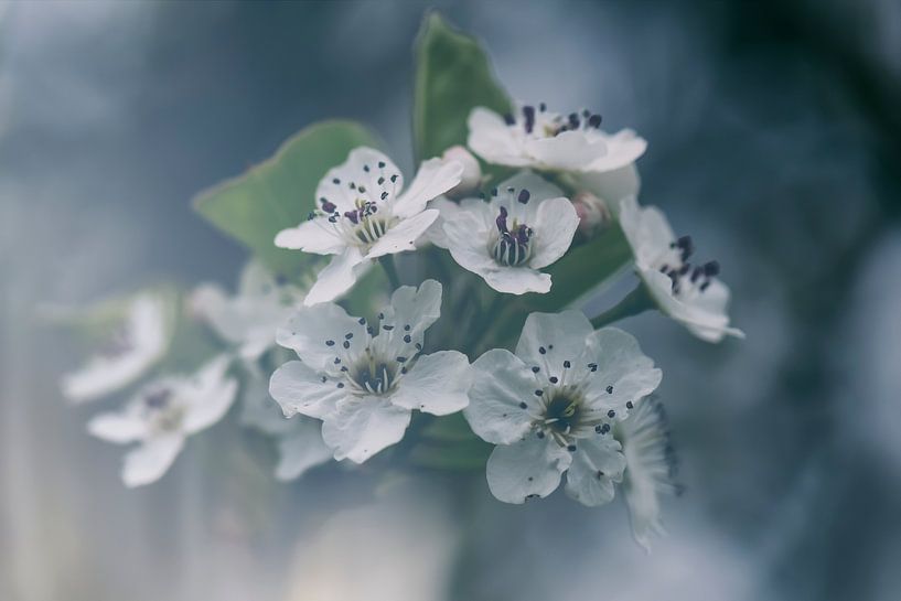 Fleur de printemps par Ellen Driesse