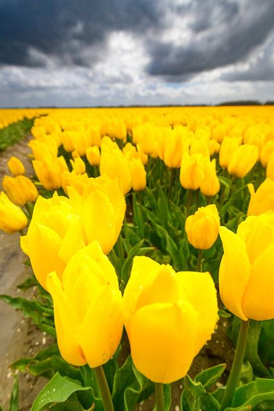 Tulpen bloeiend in een veld tijdens een lentestorm van Sjoerd van der Wal Fotografie