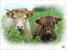 Brother and sister by Norbert Hergl