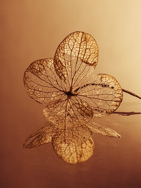 The fallen hydrangea leaf by Marjolijn van den Berg