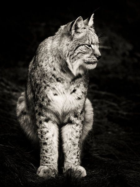 Lynx by Rob Boon