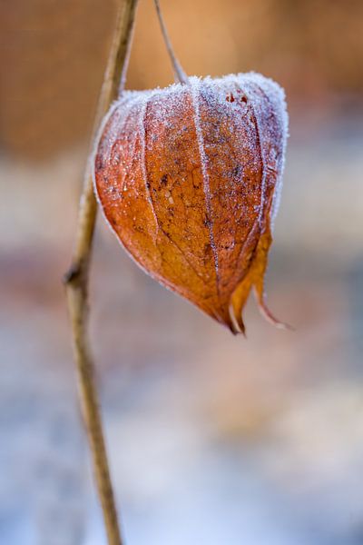 Lantern plant by Liliane Jaspers